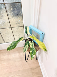 Philodendron Florida Beauty x Bobcee Variegated