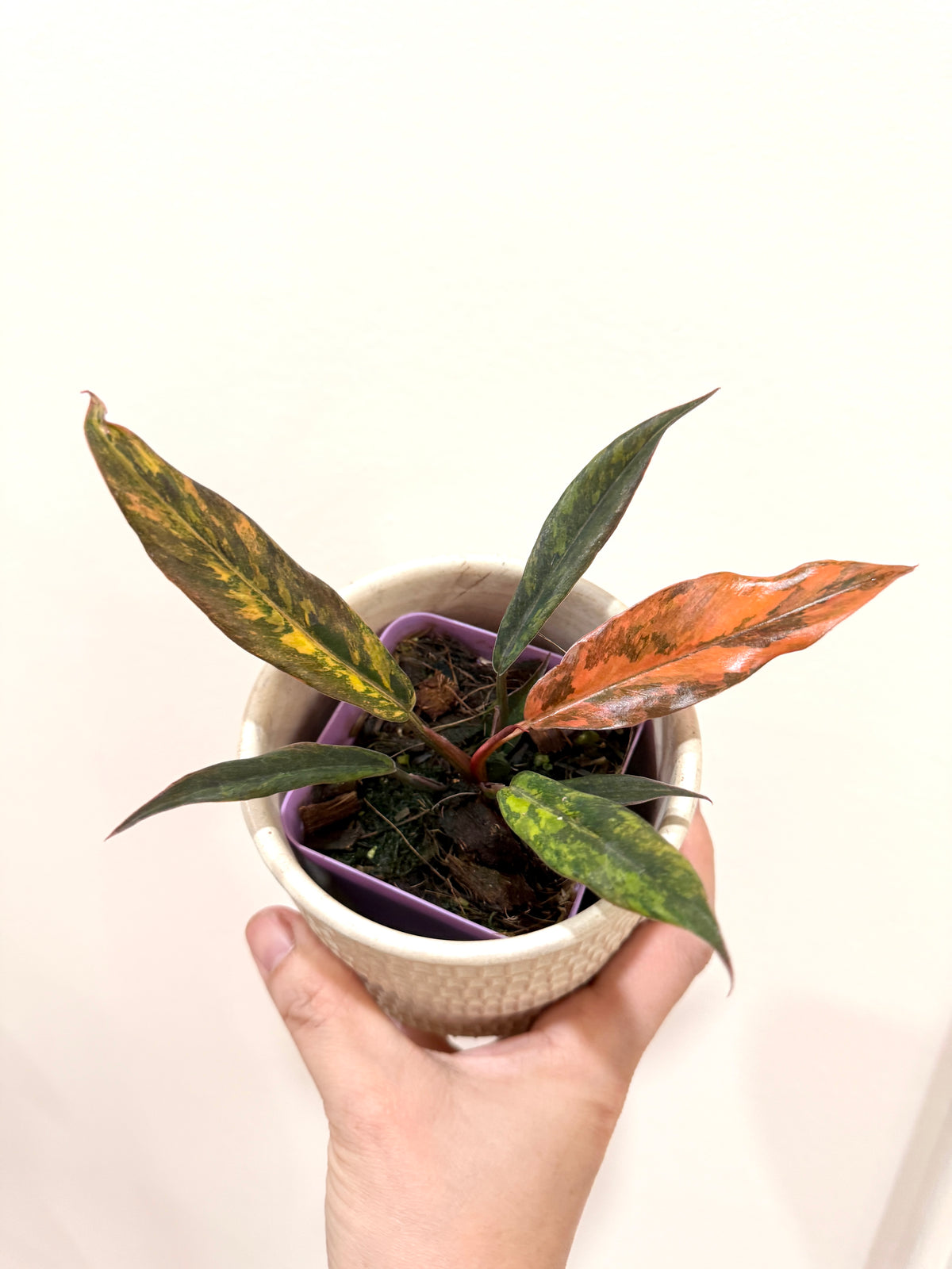 Philodendron Caramel Fire Tiger