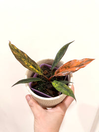 Philodendron Caramel Fire Tiger