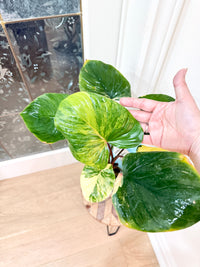Homalomena Rubescen Tricolour