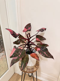 Philodendron Pink Princess Galaxy