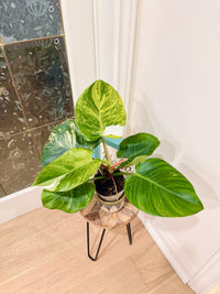 Philodendron White Knight Aurea/Tricolour