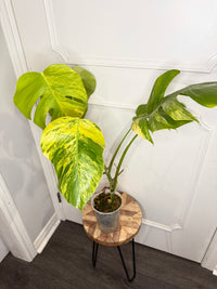 Monstera Aurea