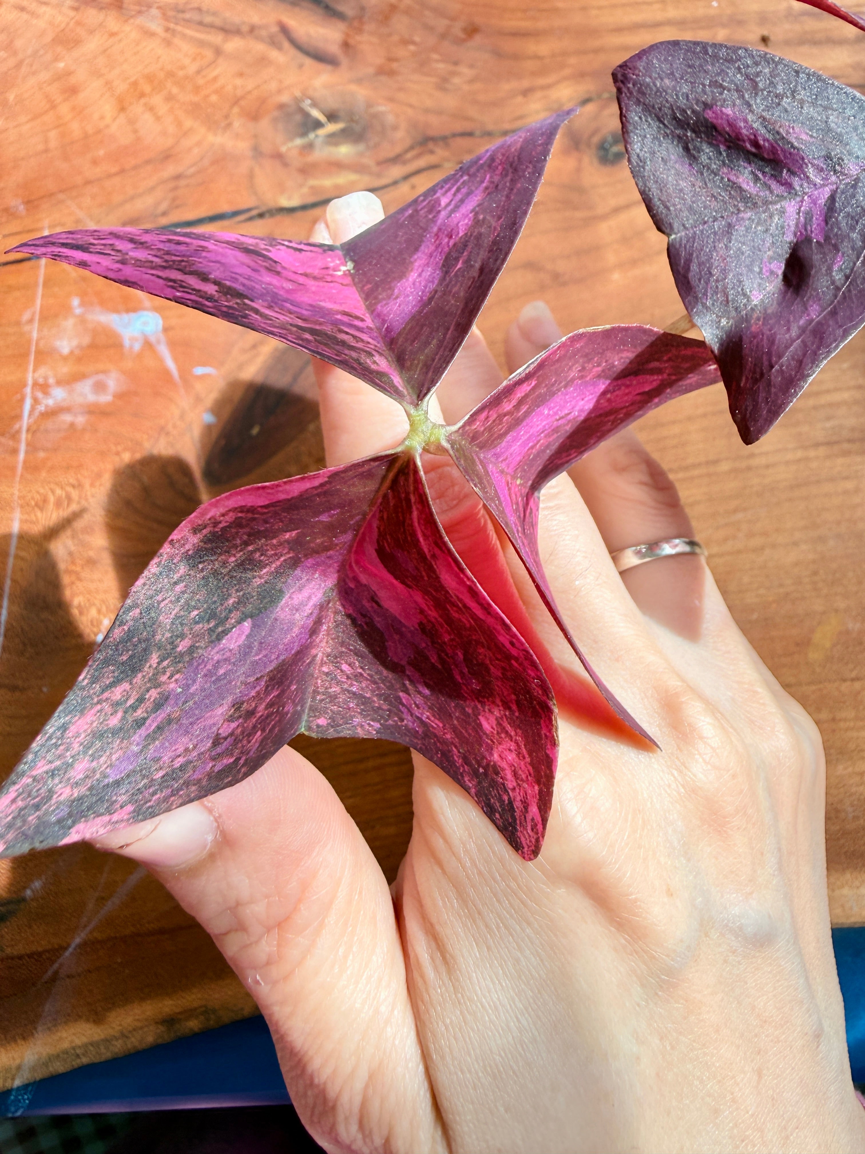 Oxalis Triangularis Variegated – Rare Tropical Plants Canada