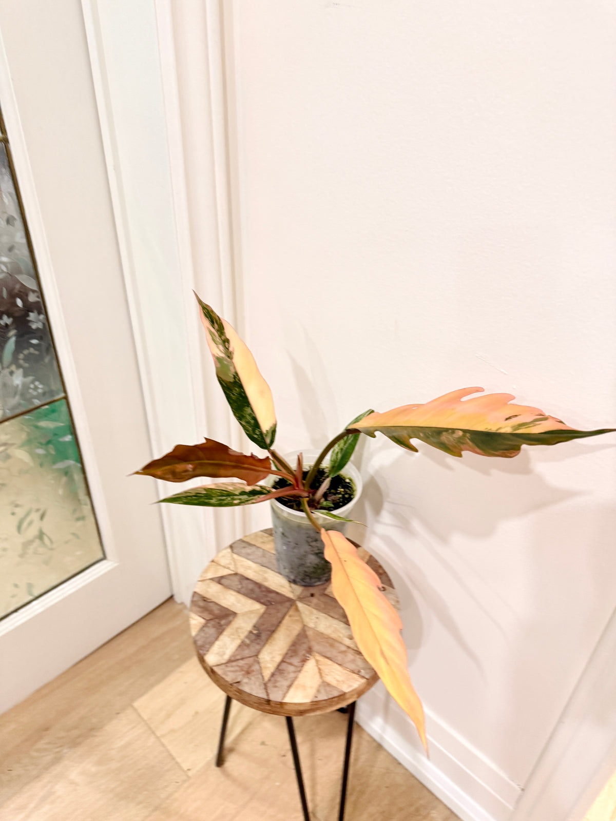Philodendron Caramel Marble