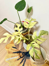 Combo Monstera & Rhaphidophora White Monster