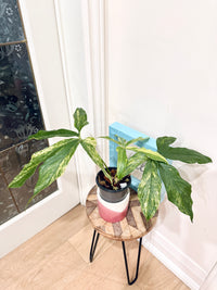 Anthurium clavigerum variegated