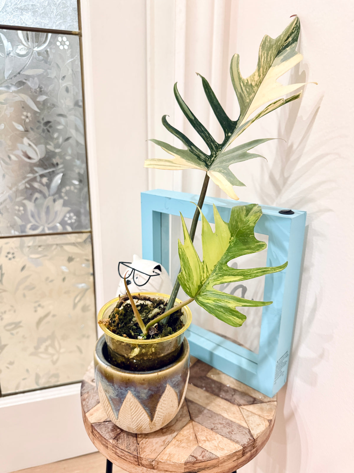 Philodendron Florida x Tortum