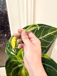 Anthurium Silver Blush x (Hope x Crystal)