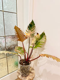 Philodendron Caramel Marble