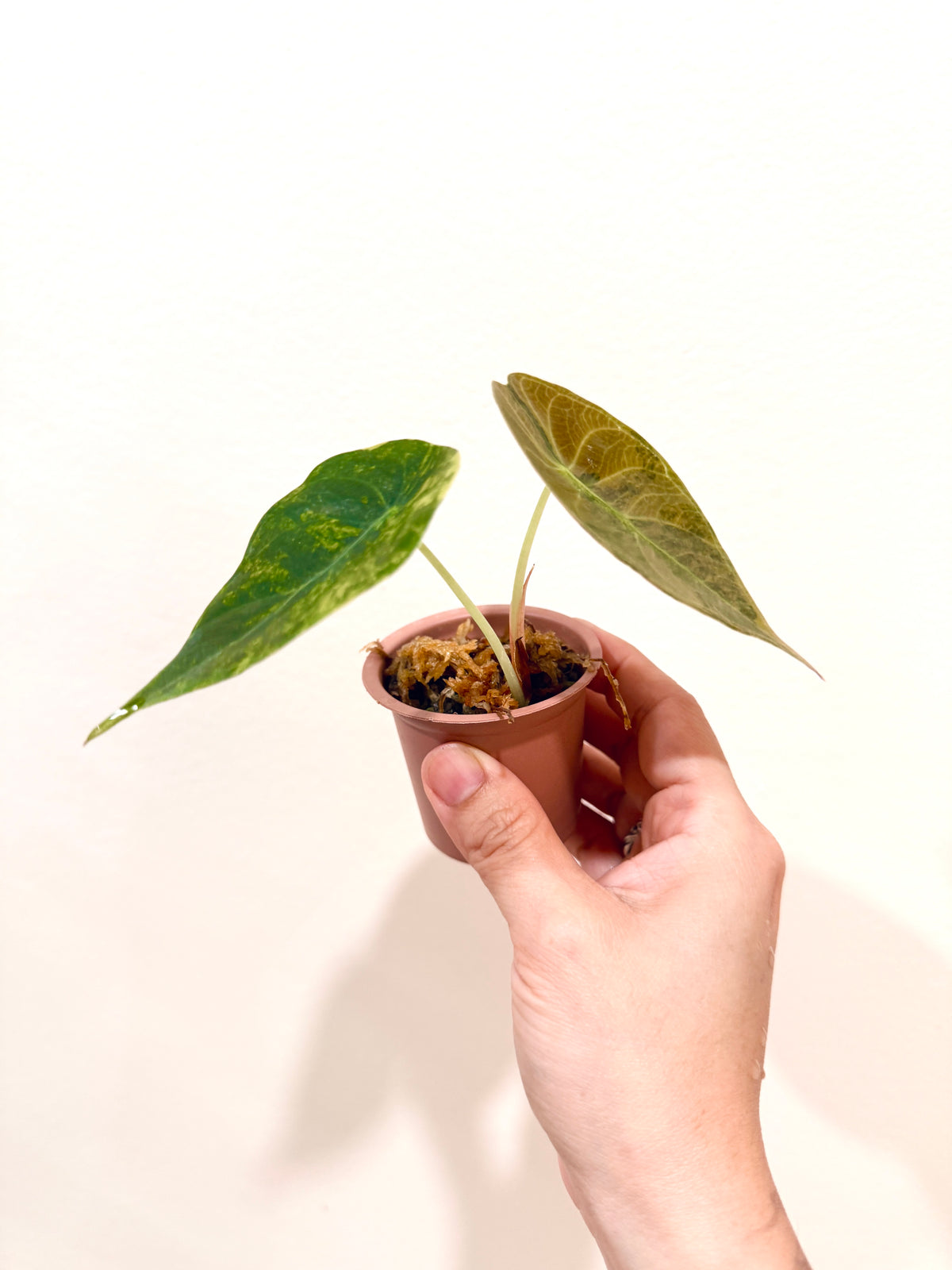 Alocasia Sedenii Aurea