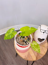 Alocasia Gageana Mint