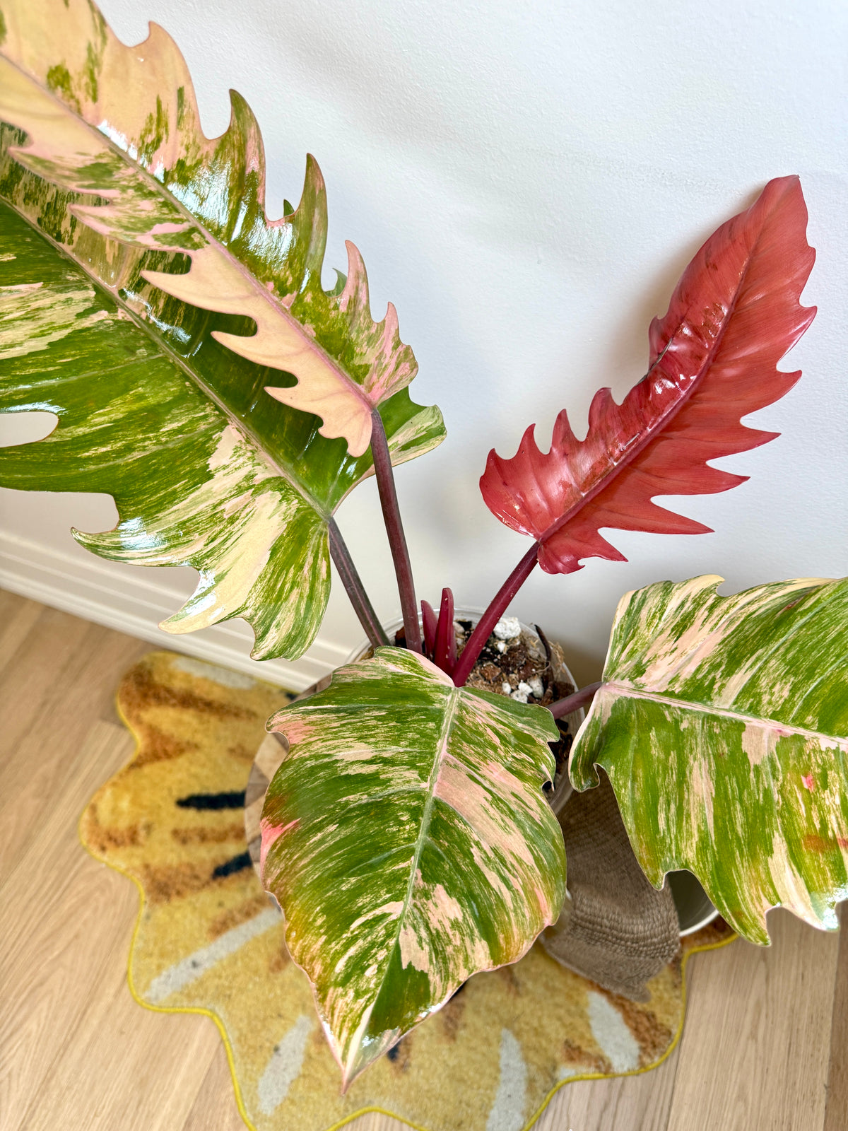 Philodendron Caramel Marble