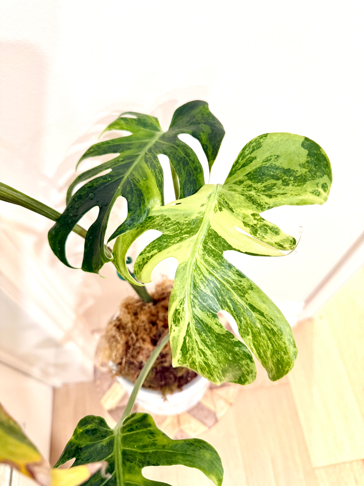 Monstera Ocean Mint Green Coral