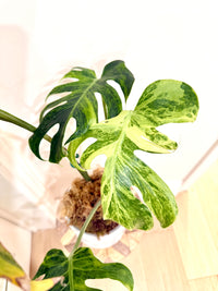 Monstera Ocean Mint Green Coral