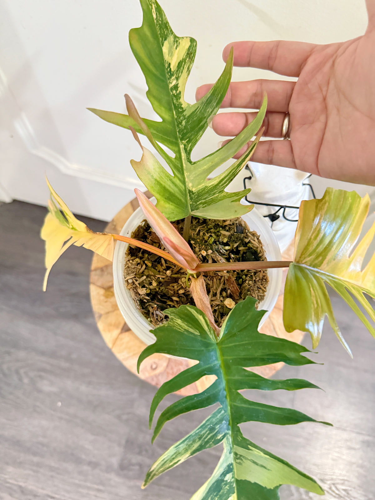 Philodendron Florida Beauty x Tortum Variegated