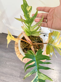 Philodendron Florida Beauty x Tortum Variegated