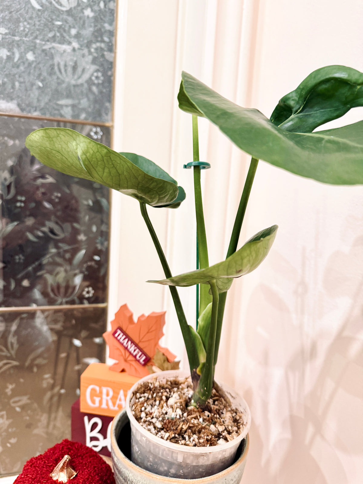 Monstera Cupcake