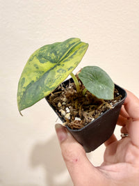 Alocasia Nebula Aurea Variegated