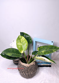 Philodendron Green Congo Nuclear