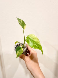 Monstera Electrolyte