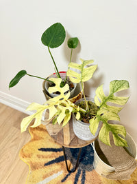 Combo Monstera & Rhaphidophora White Monster