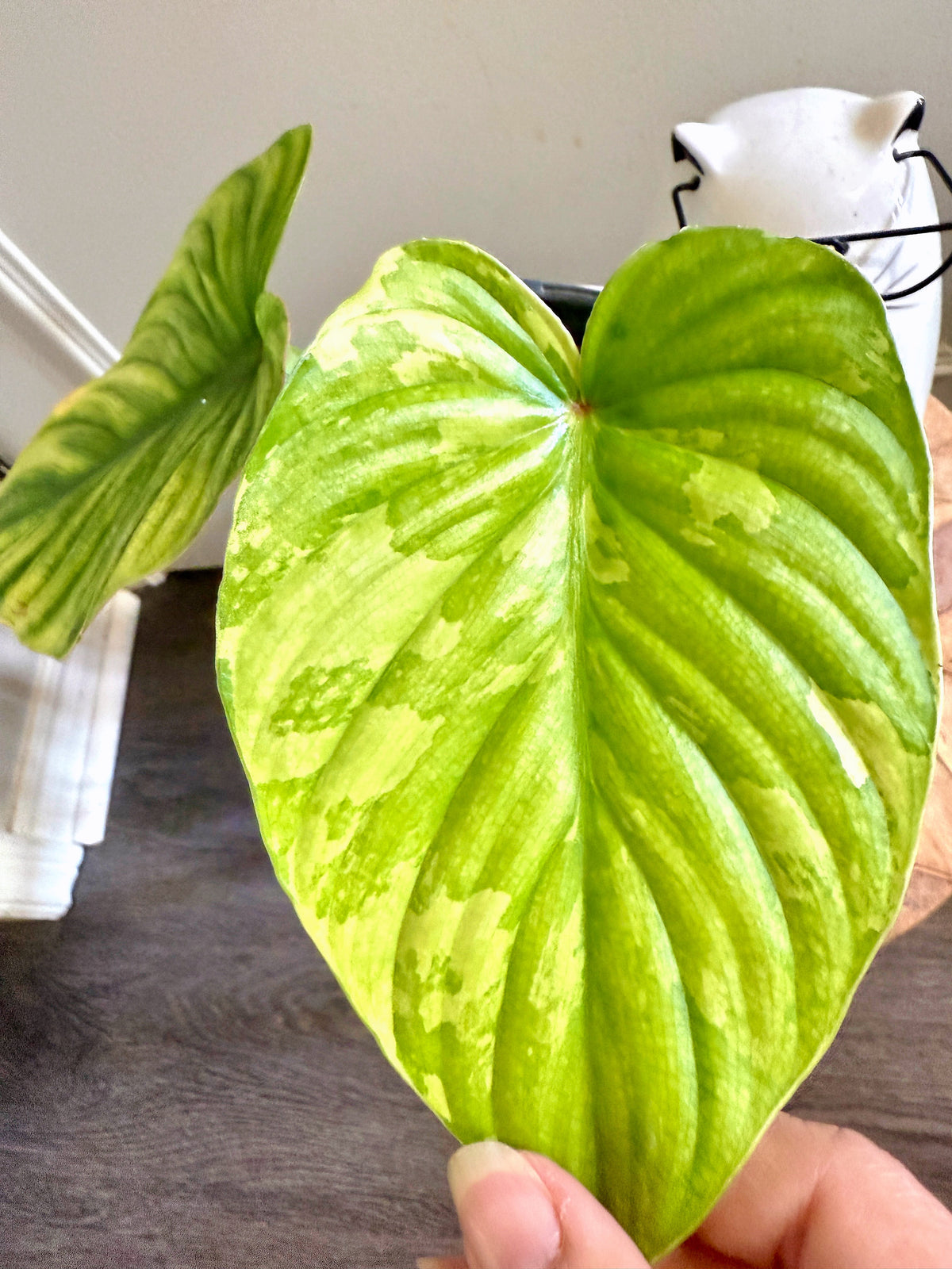 Philodendron Mamei Variegated