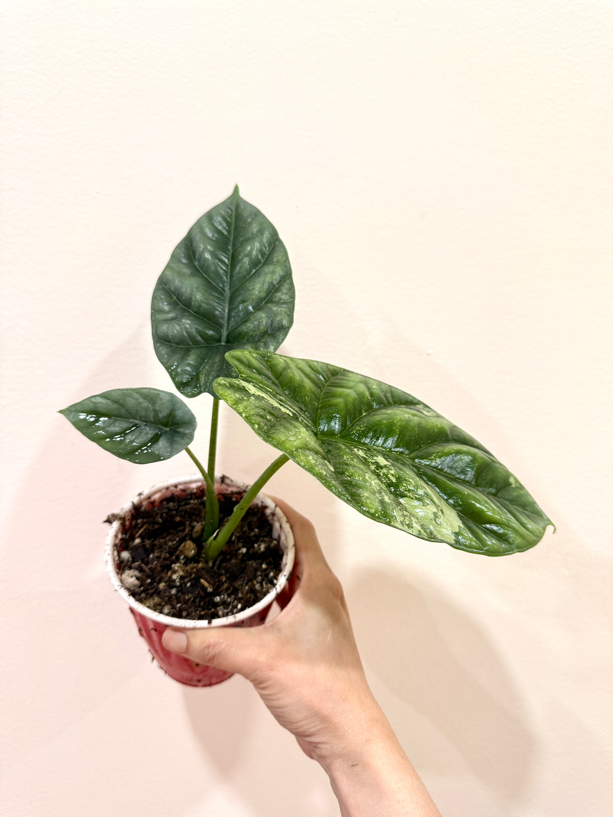 Alocasia Sinuata Albo