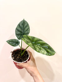 Alocasia Sinuata Albo