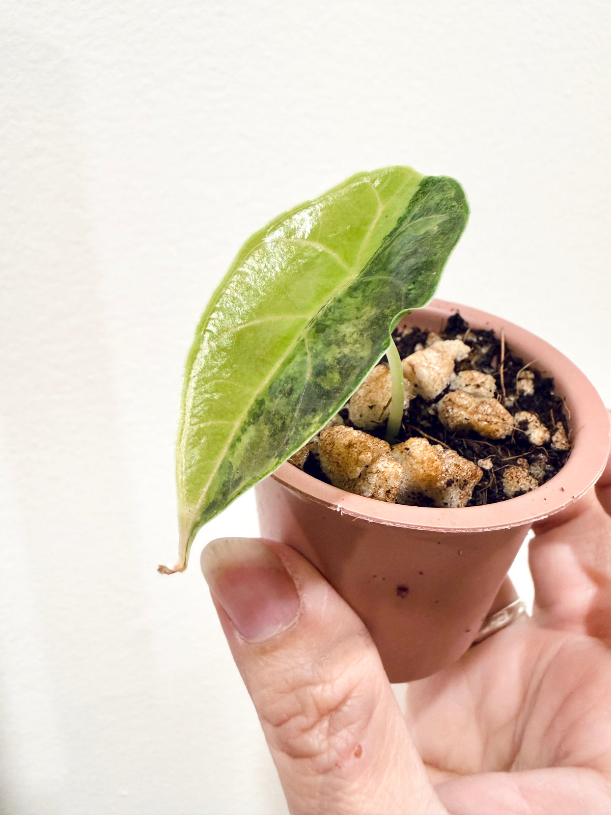 Alocasia Azlanii Aurea