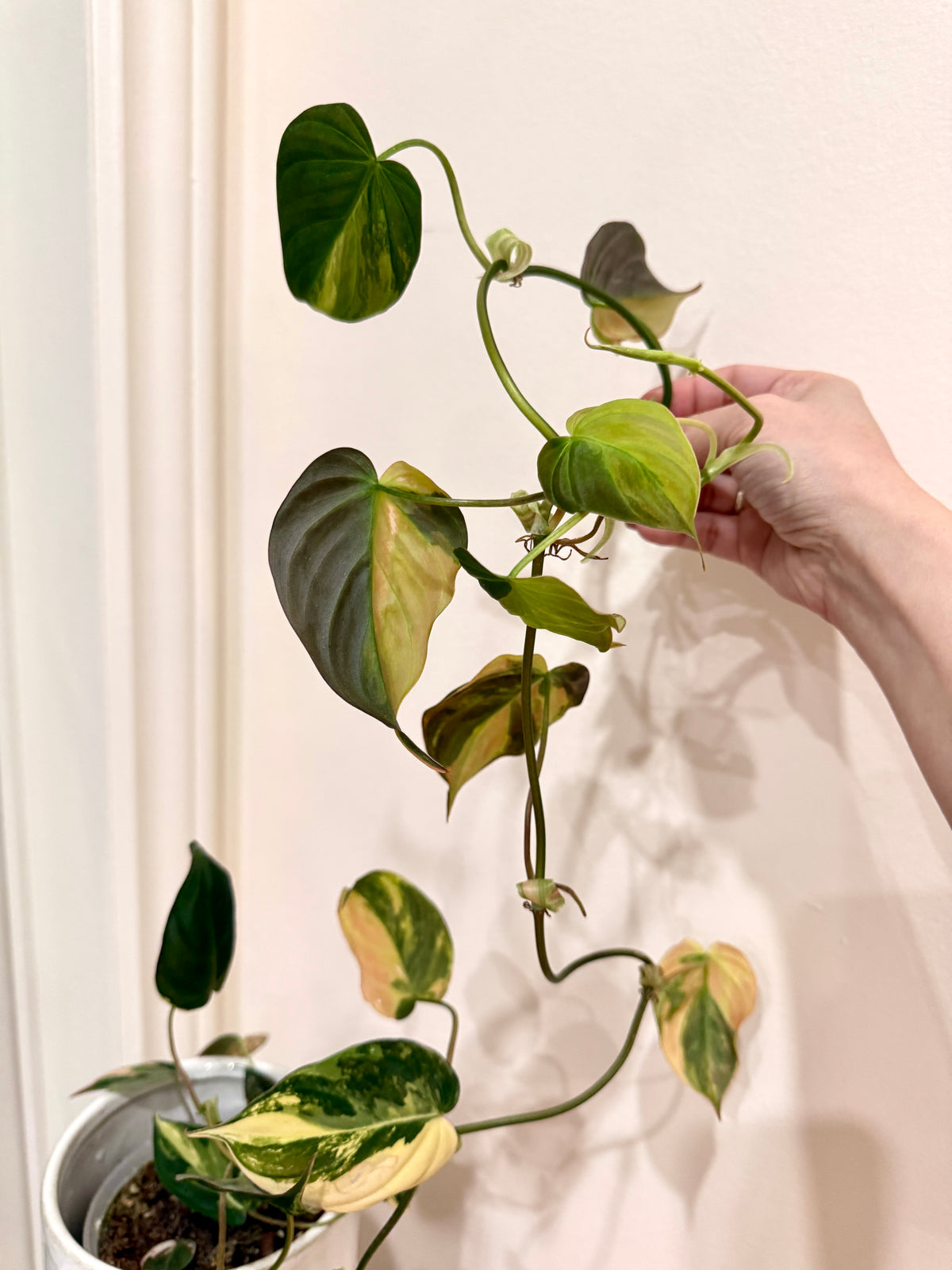 Philodendron Micans Variegated