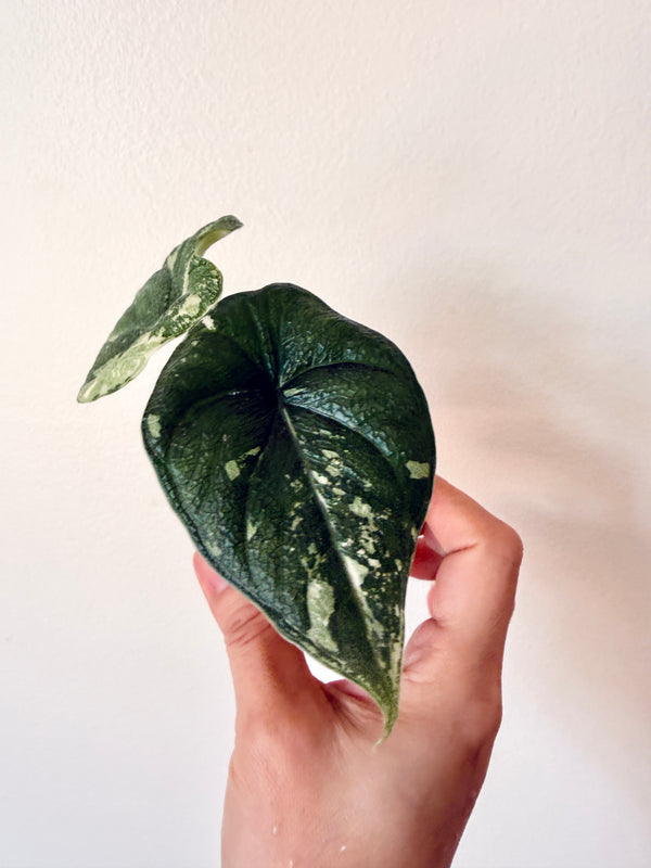 Alocasia Melo Albo