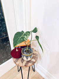 Philodendron Gloriosum Albo