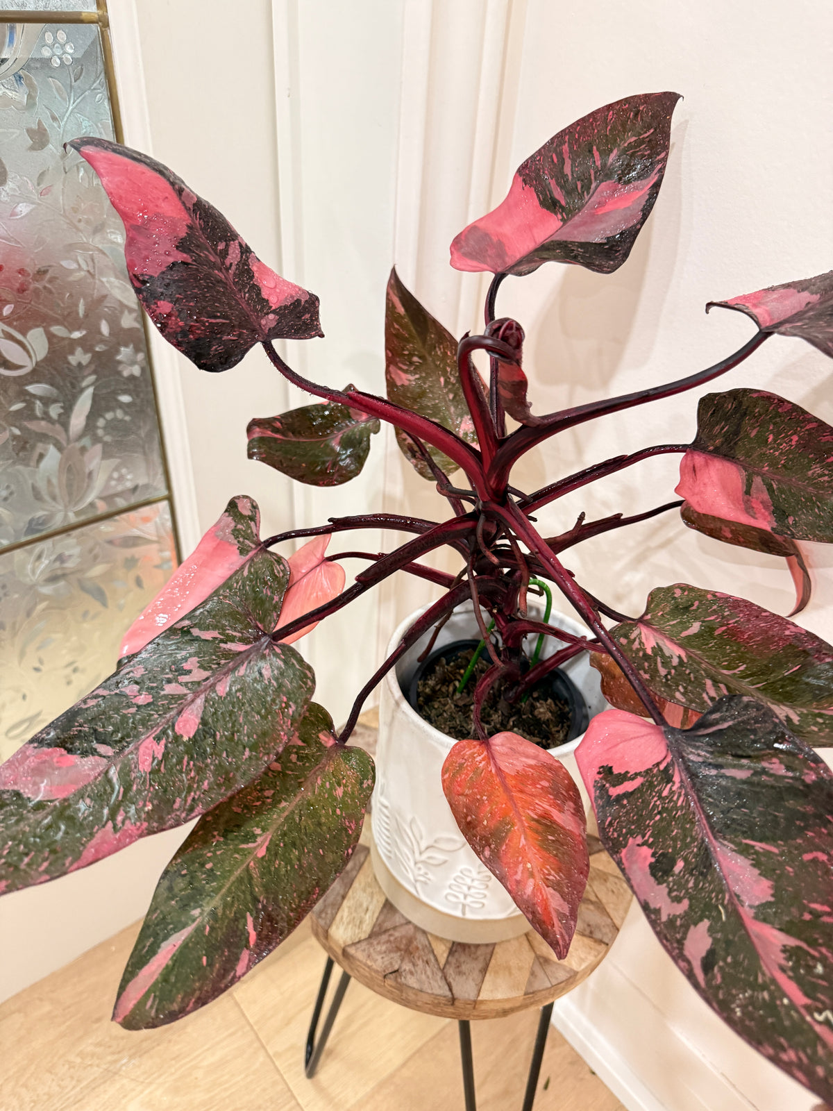 Philodendron Pink Princess Galaxy