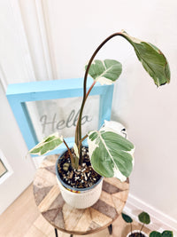 Homalomena Stardust Mutation