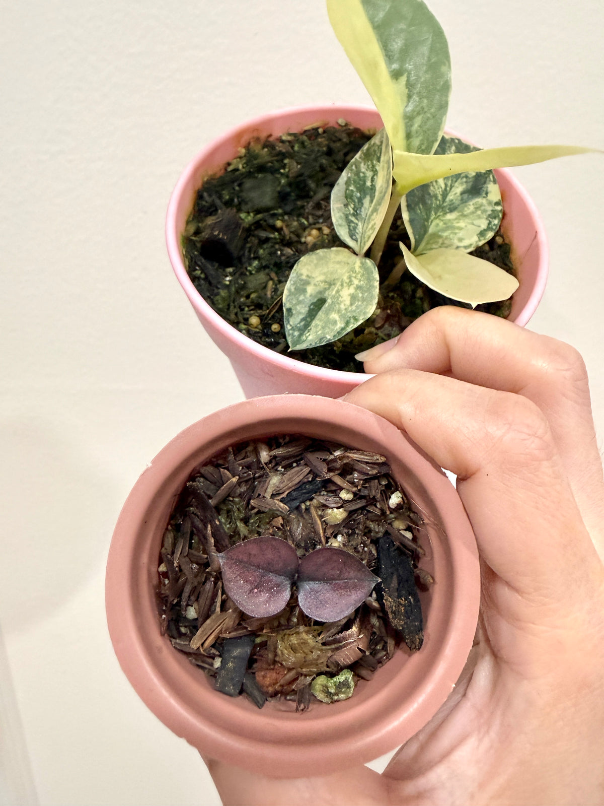 ZZ Plant combo of 3