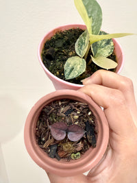 ZZ Plant combo of 3