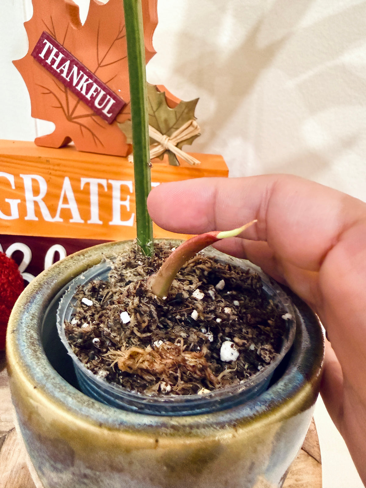 Philodendron (Florida x Mayoi) x Mayoi variegated