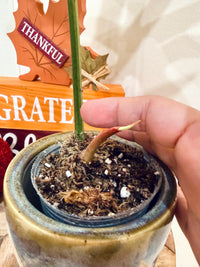 Philodendron (Florida x Mayoi) x Mayoi variegated