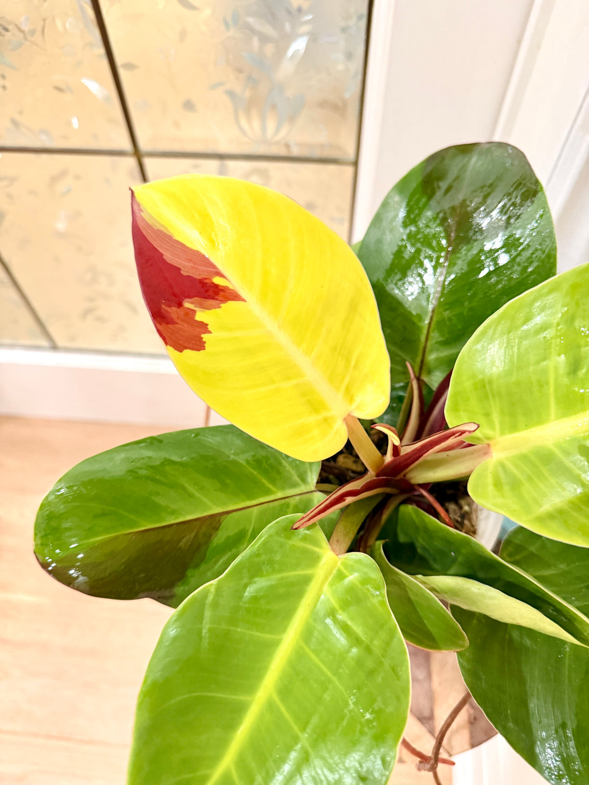 Philodendron Red Moon Variegated