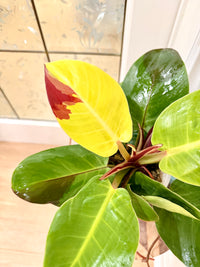 Philodendron Red Moon Variegated