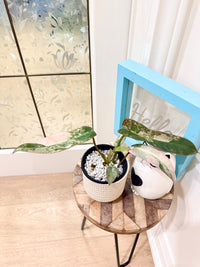 Philodendron Atabapoense Pink Variegated