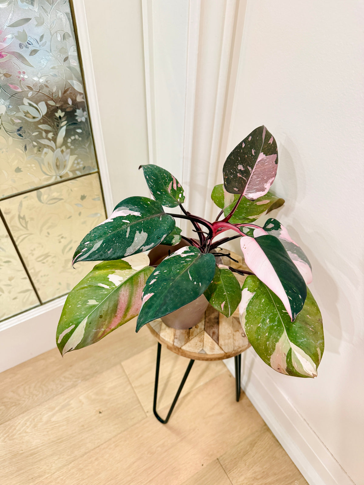 Philodendron Red Anderson Variegated