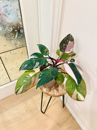 Philodendron Red Anderson Variegated