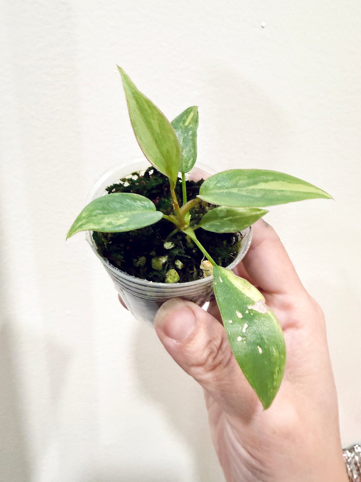Philodendron Atabapoense Pink Variegated