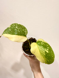 Monstera Electrolyte