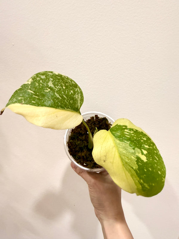 Monstera Electrolyte