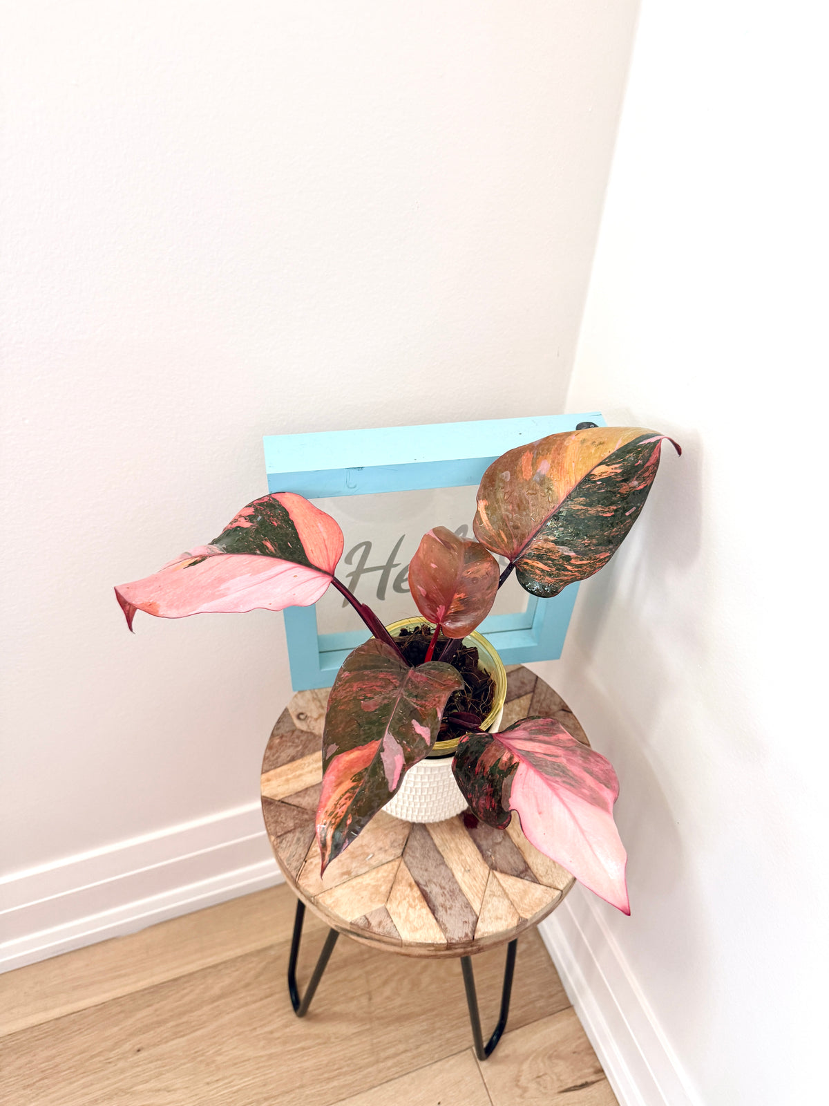 Philodendron Fire Princess