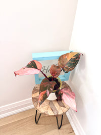 Philodendron Fire Princess