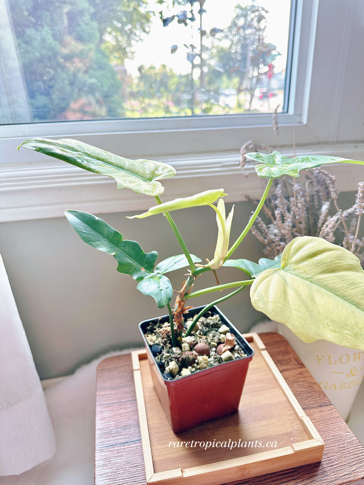 Philodendron Golden Dragon Mint